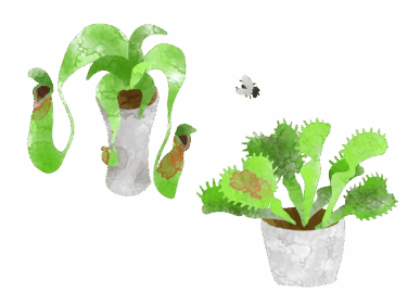 食虫植物講座