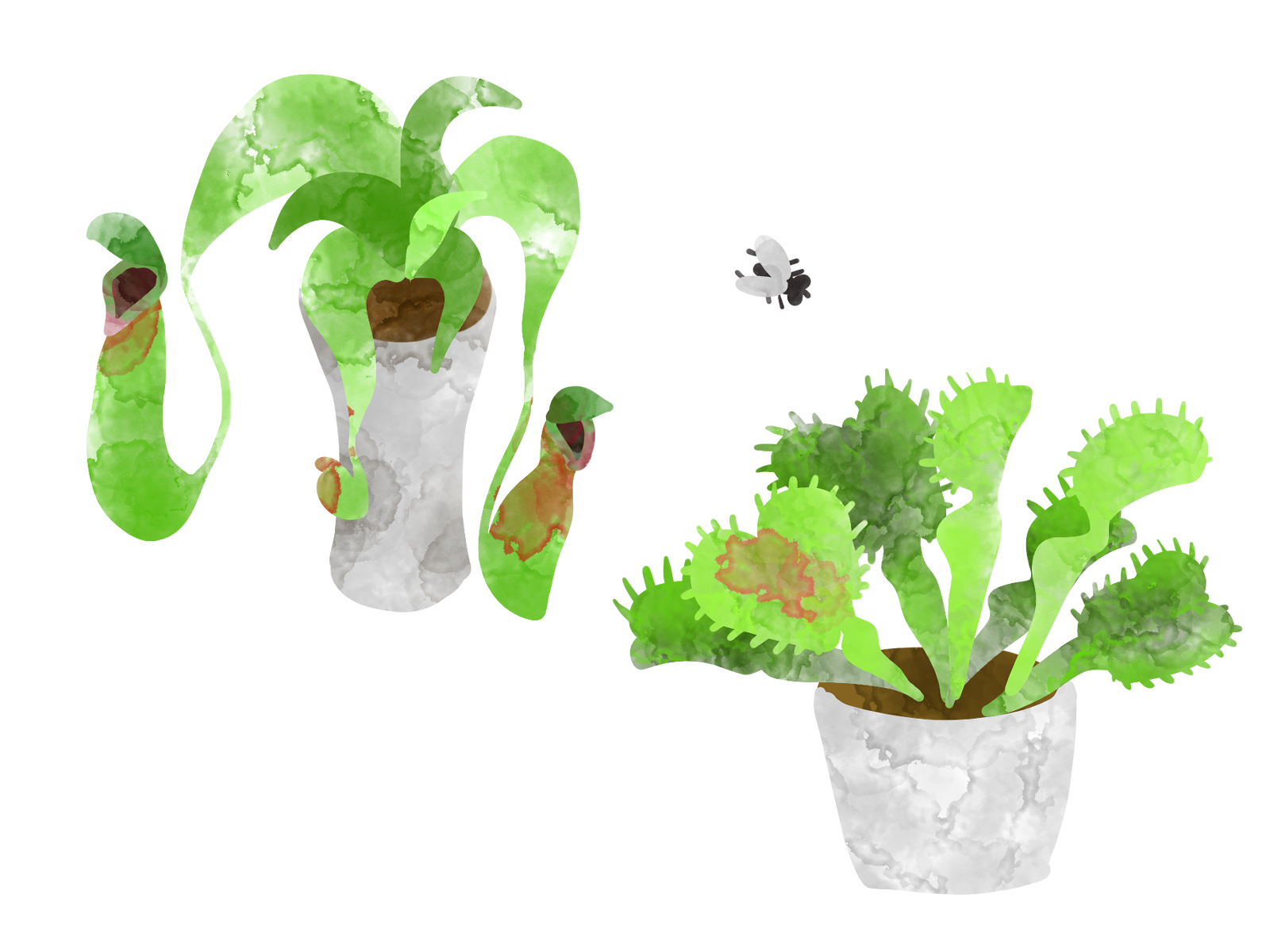 食虫植物講座