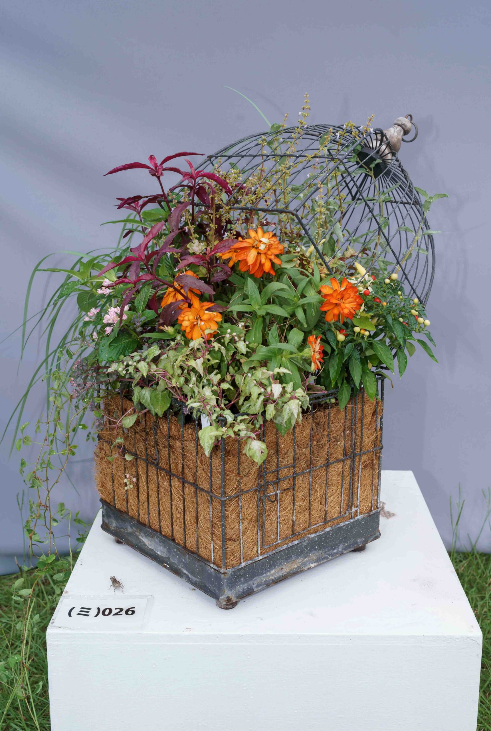 2025ガーデンコンペ・ひょうご 《ガーデン部門　ミニ寄せ植え》出展作品