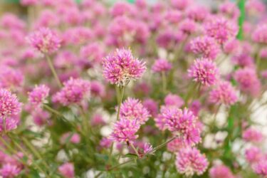 2025ガーデンコンペ・ひょうご 《単鉢部門》受賞作品（上位５賞）