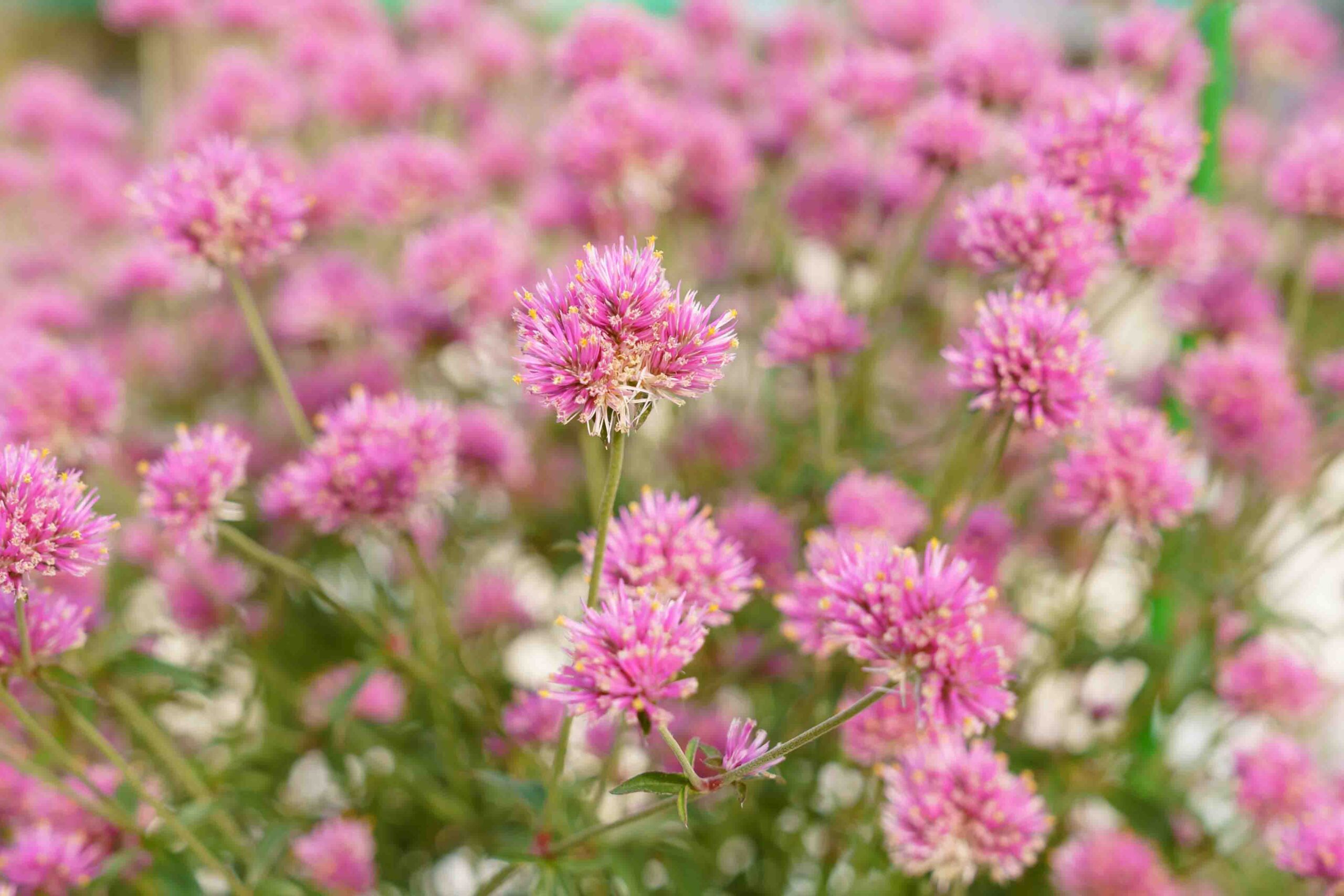 2025ガーデンコンペ・ひょうご 《単鉢部門》受賞作品（上位５賞）